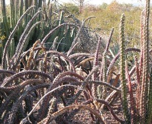 Octopus cactus stenocereus alamonsensis