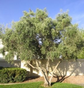 olive tree olea europea swan hill