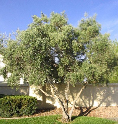 olive tree olea europea swan hill
