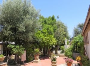 olive trees at san gabriel mission
