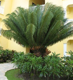 palm tree dominican republic