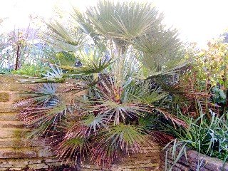 palm tree in London
