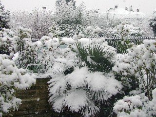 Palm tree in snow