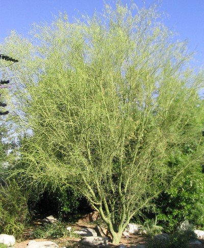 palo verde green stick tree