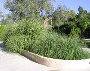 Pampas grass fountain