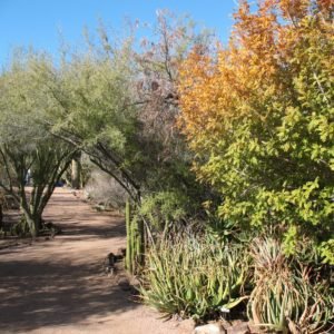 Path through Phoenix Botanical Garden