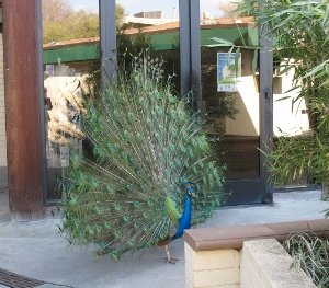 Peacock at Arboretum