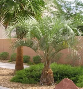 Pindo palm California fan palm