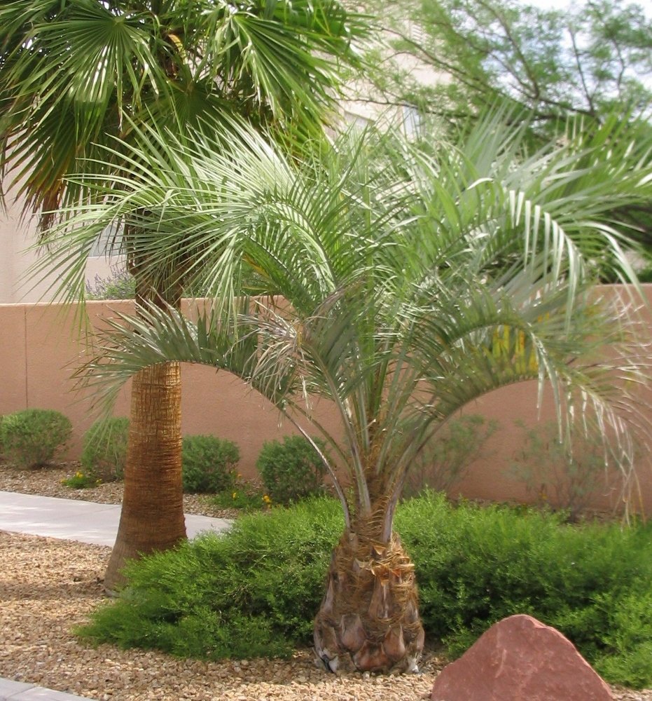 Pindo palm California fan palm
