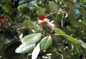 Pineapple guava Feijoa