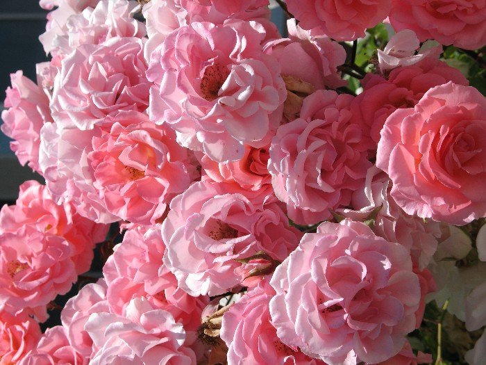 Pink Roses in Pasadena
