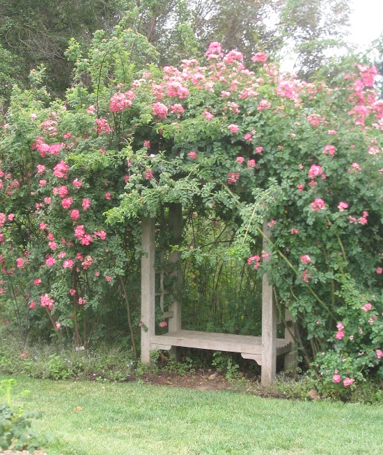 How to Grow Climbers and Creepers in your garden