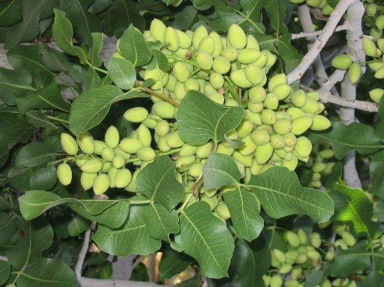 Pistachios on tree