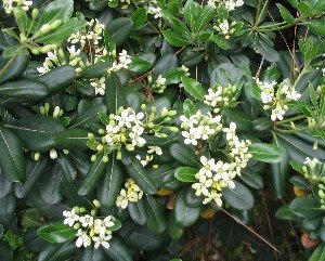 pittosporum in bloom