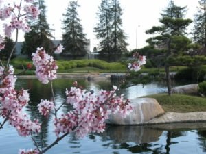plum blossoms at Tillman in spring