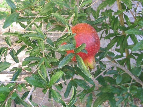 pomegranate punica