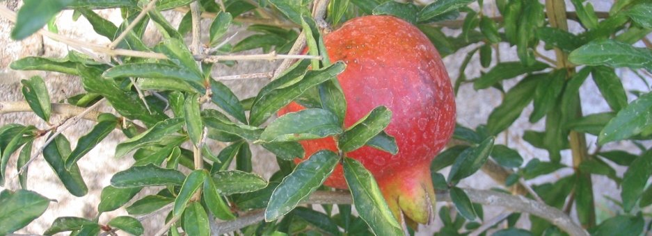 pomegranate