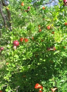 Pomegranate fruit and blooms