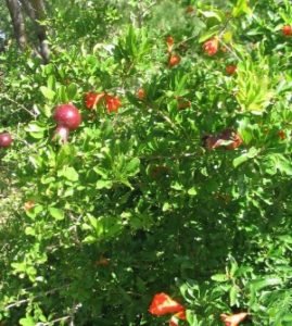pomegranate fruit blooms