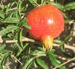 pomegranate1