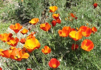 poppies rancho santa ana garden