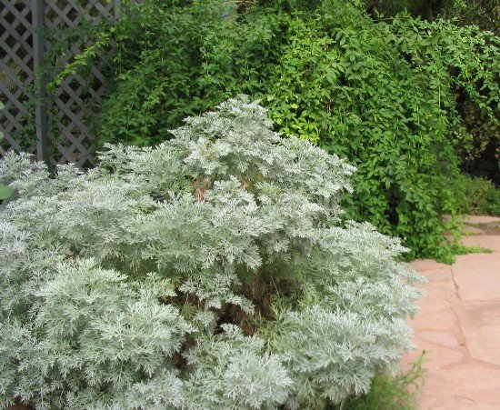 Powis castle artemesia