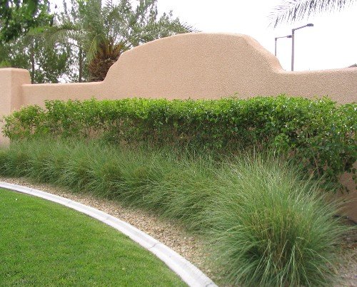 privet hedge deergrass skirt