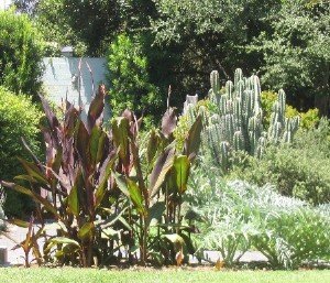 purple cannas and gray green plants