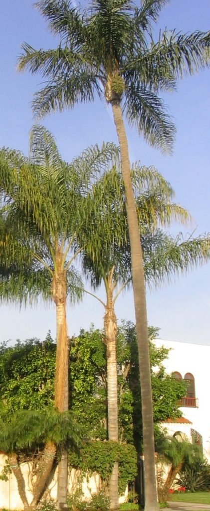 Queen palm trees