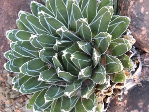 Queen Victorias agave