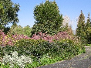 rancho santa ana path