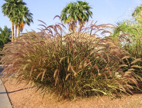 Red Fountain grass pennisetum Rubrum