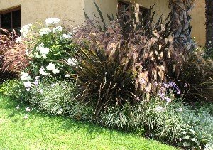 Red fountain grass roses society garlic
