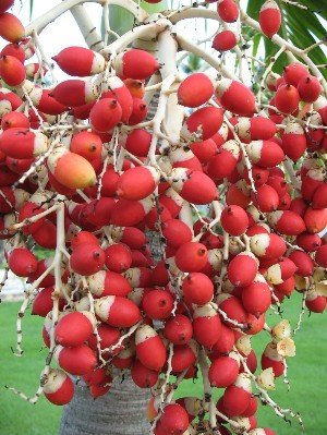 red fruit on trees dominican republic