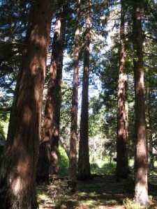 redwoods santa barbara botanic garden
