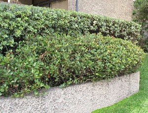 Retaining wall Indian Hawthorne pittosporum