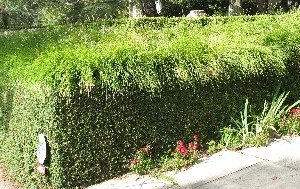 Retaining wall with grass on top