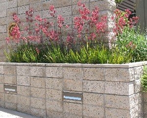 Retaining wall with kangaroo paw flowers
