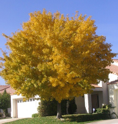 Rio Grande Fax Tex Ash autumn