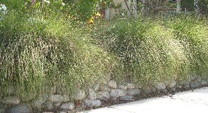 Rock wall with deer grass