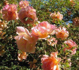 roses descanso gardens 300