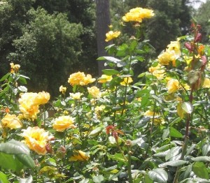 Roses yellow flowers