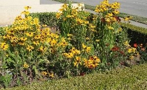Rudbeckia black eyed susans