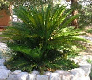 sago palm cycad