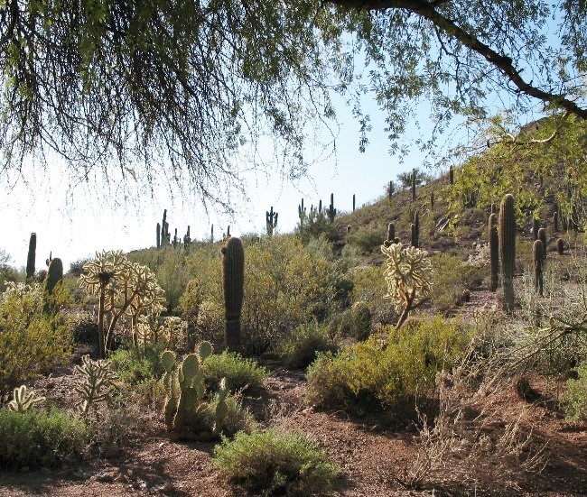 Saguaro chollo in Sonoran desert