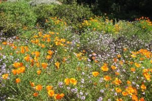Santa Barbara Botanic Garden meadow