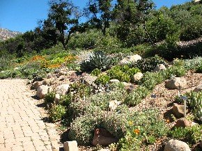 Santa Barbara Botanic Garden slope
