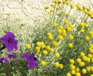 santolina and petunias