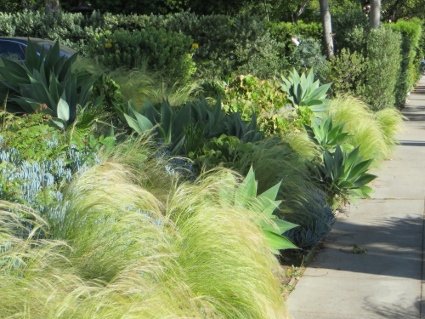 feather grass, agave, iceplant