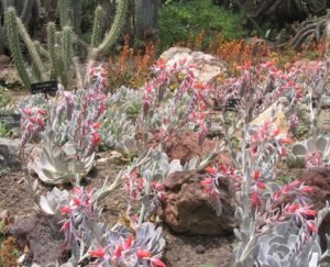 sempervivum in orange bloom
